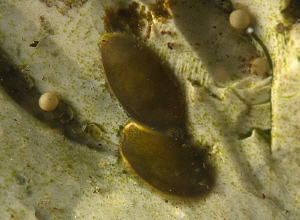 Erpobdellid cocoons
on a stone. by Chris Krambeck 